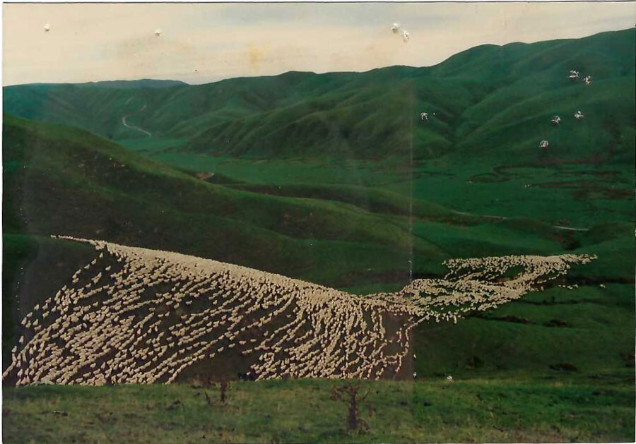 One mob of 6000 sheep running on the hills